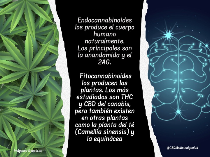 endocannabinoides vs fitocannabinoides