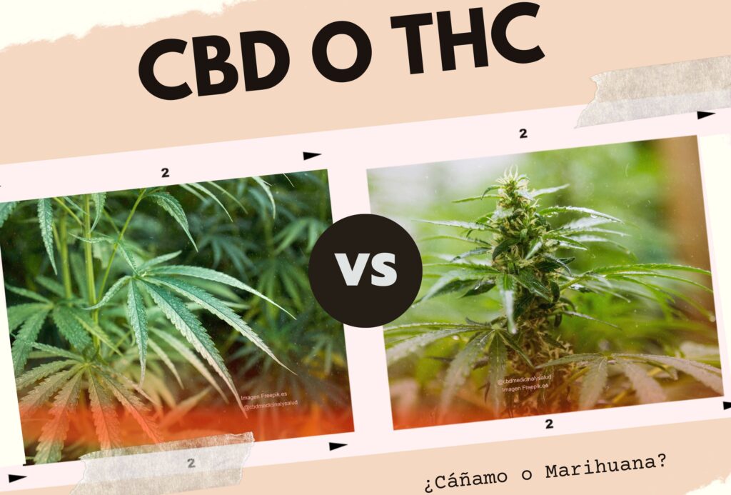 CBD o THC