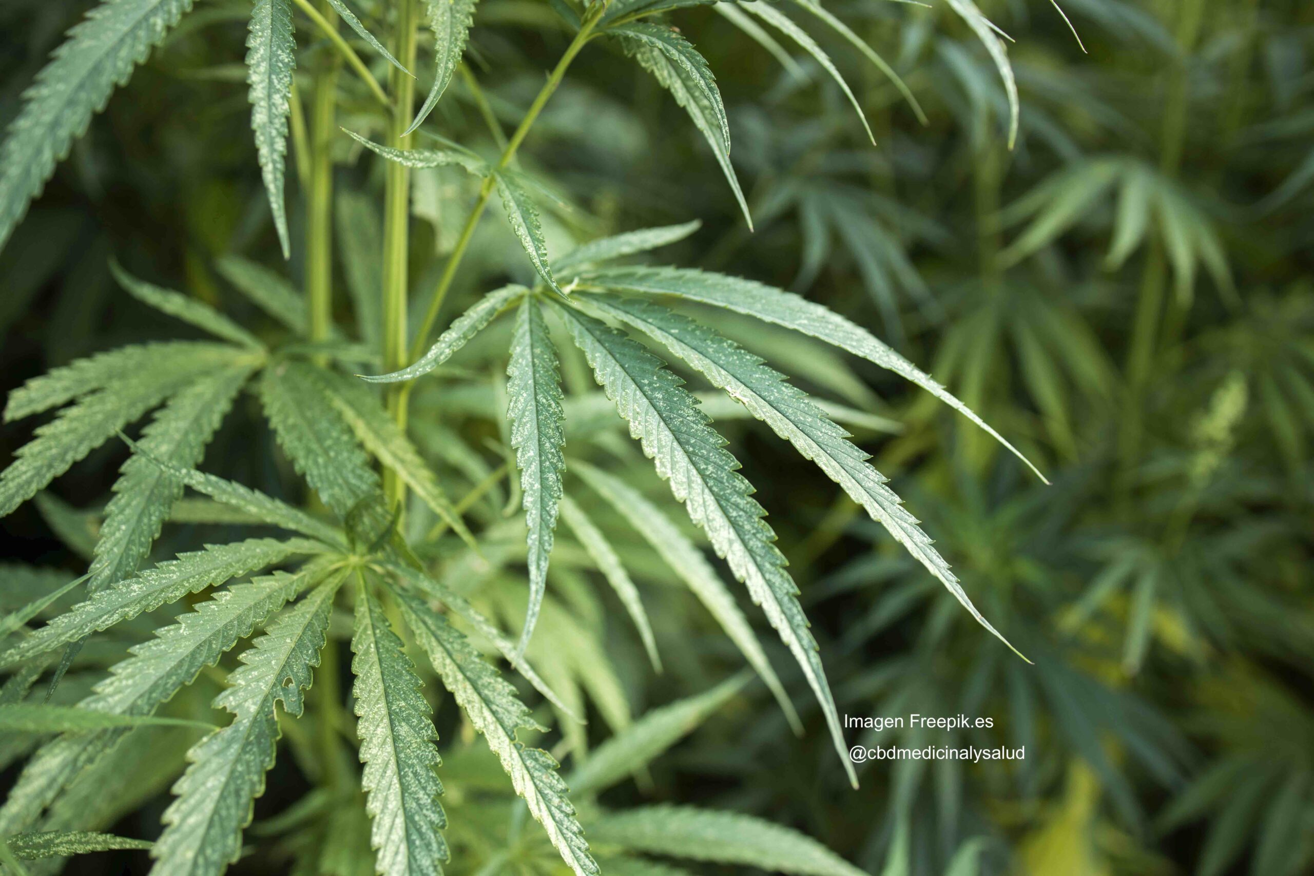 Cannabis or hemp plant leaves for alternative medicine concept.