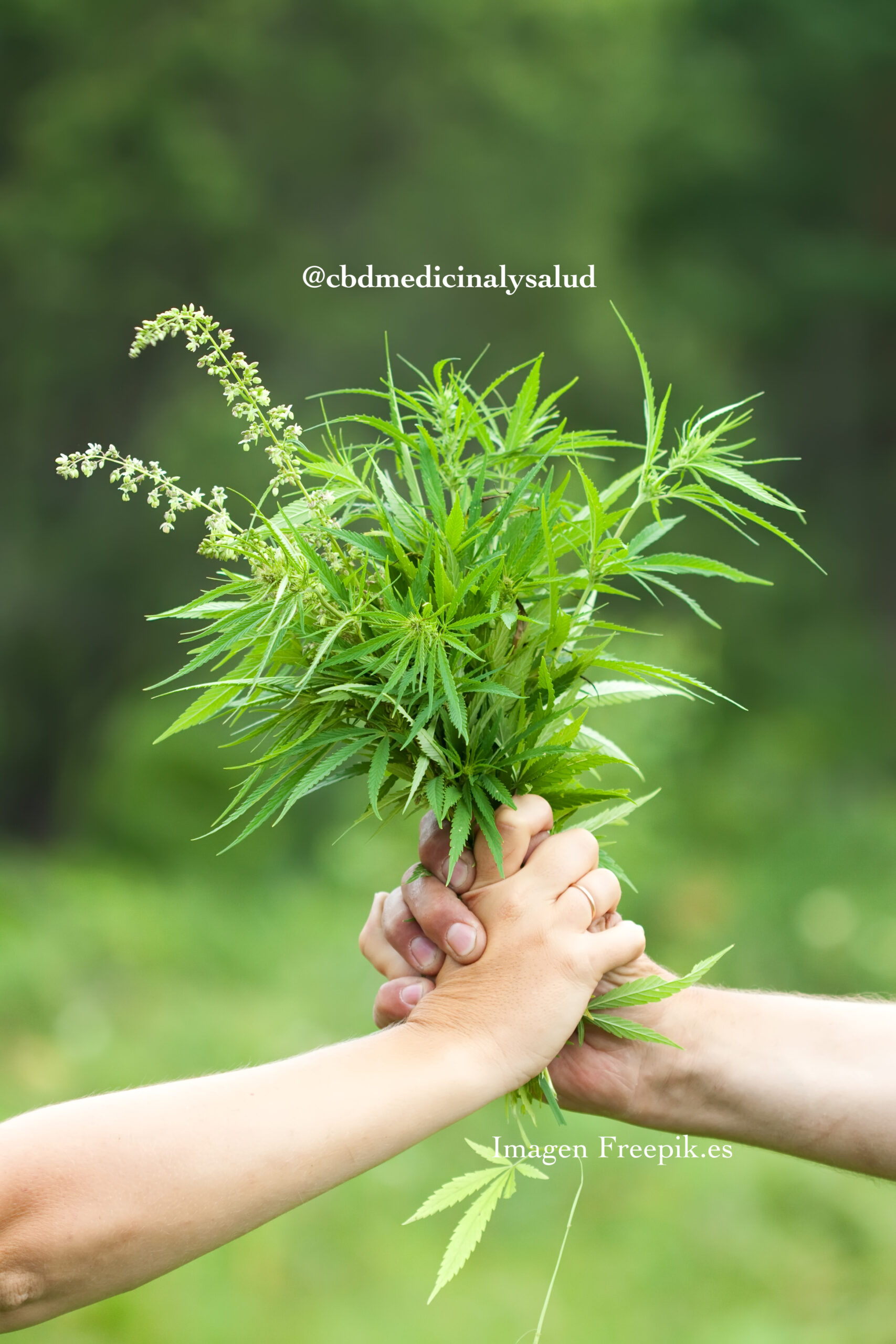 Two hands holding cannabis